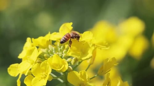 Cinematic And Majestic View Of Honey Bee Collecting Nectar