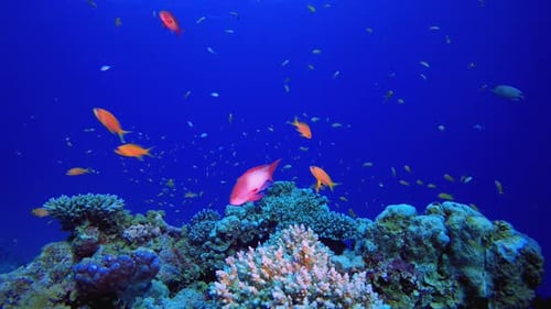Colorful Coral Reef Scene with Tropical Fish Swimming
