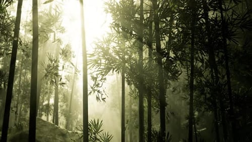 Ethereal Sun Rays Through Bamboo Forest