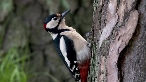 Spotted woodpecker on a tree looking around and feeding. Close up shot.