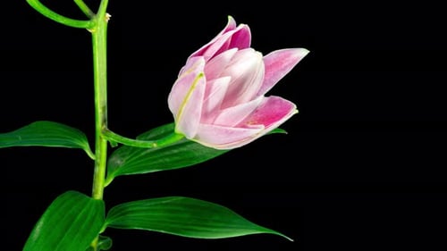 Time Lapse of Pink Lily Opening Against Black Background