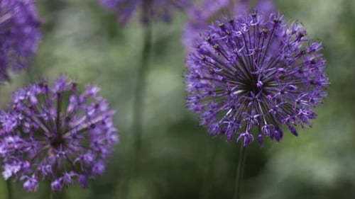 Beautiful, purple dutch onion. Onion flowers move in the wind.