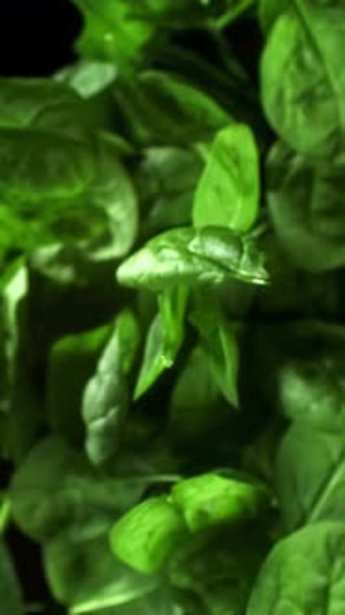 Spinach Leaves Fly Up and Fall Down Filmed on a Highspeed Camera at 1000 Fps