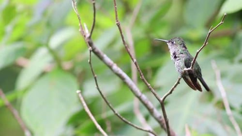 Selva tropical de colibríes con muchas manchas, exótica jungla encaramada