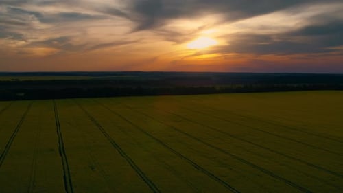 Golden Sunset Sky Cloud in Rapeseed Field. Cloud Sky at Rapes Field