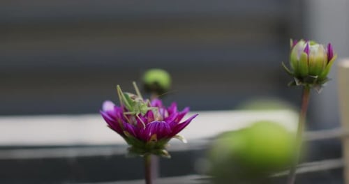 Green Grasshopper on Purple Flower in Daylight