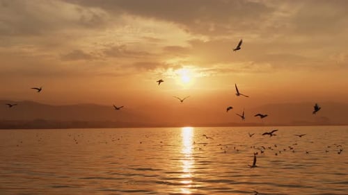 Seagulls Flying Over Ocean at Golden Sunset