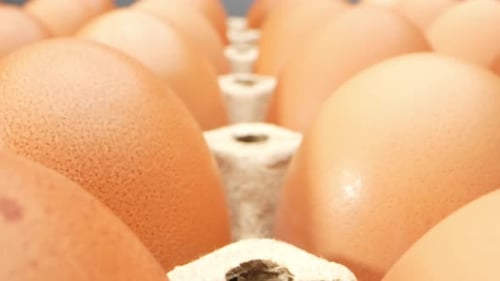 Frische Eier durch ein Makroobjektiv in diesem fesselnden Video.