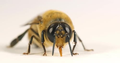 European Honey Bee, apis mellifera, Black Bee against White Background, Normandy in France