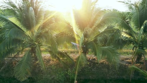 Aerial view drone flies over a large coconut grove. Cultivation of coconuts for sale in agriculture.