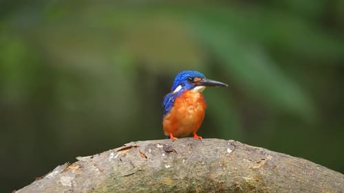 Vibrant Kingfisher Perches on Branch, Preening