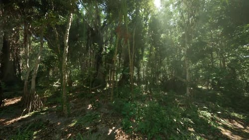 Lush Greenery and Vibrant Flora in the Jungle of Southern China During Midday