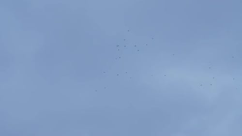 Flock of Birds Flying in the Pale Blue Sky