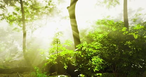 Sunlight Filters Through Lush Trees in a Serene Forest Setting