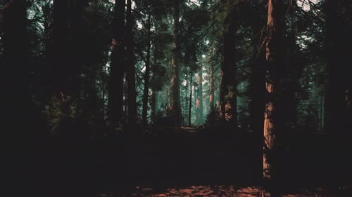 Mysterious Forest Setting Conceals Perilous Secrets Among Dark Trees