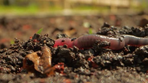 Earthworm Crawling on Wet Soil in Sunlight