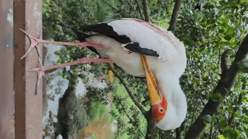 Elegant Yellowbilled Stork Bird Cleans Its Feathers Stands on Bridge in Reserve