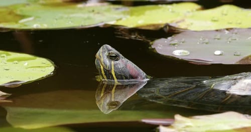 Red-eared slider (Trachemys scripta elegans), also knowed as red-eared terrapin. Southern France.