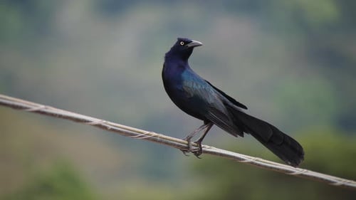 Dark Colour Bird Standing on Thin Stick and Looking Around