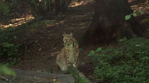 Lynx Sits in the Forest on the Ground and Looks Around.