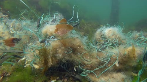 Panorama of lost fishing net lies on green algae Ulva in sun glare on shallow water in Black sea