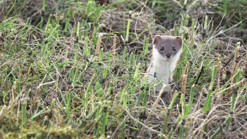 The Little Rodent Jumped Out of the Mink on the Field and Began to Look Around