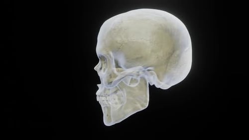 Transición de hologramas de cráneo usando
