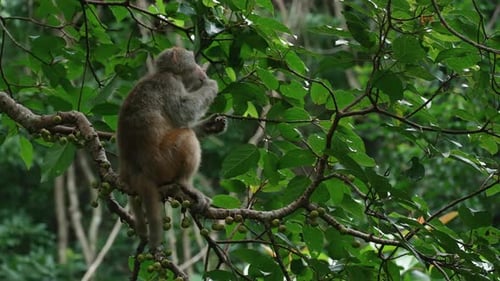 A wild monkey sitting on a branch eating fruit on the tree.