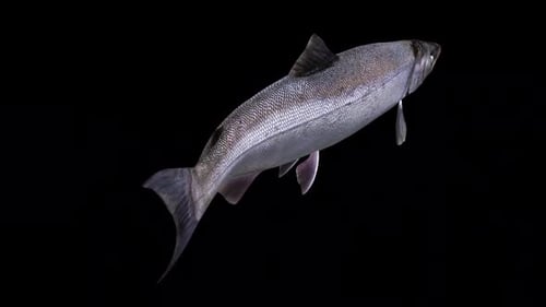 Coho Salmon Fish - Swim Loop - Back Anlge Close Up View - Alpha Channel