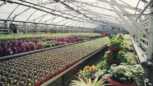 Male Greenhouse Worker Holding Flower Pot