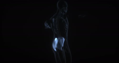 Rotating Human Hip Bones X-ray Scan