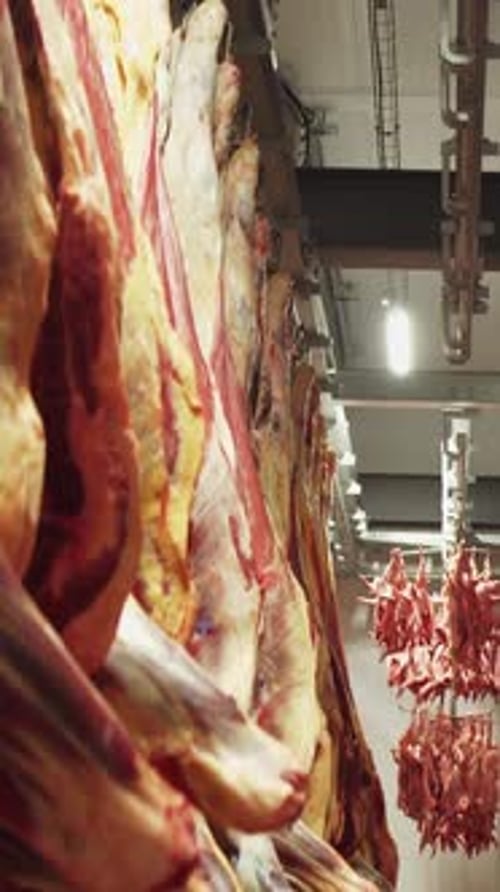 A Meat Processing Facility Featuring Various Hanging Cuts of Meat for Diverse Culinary Uses Meat
