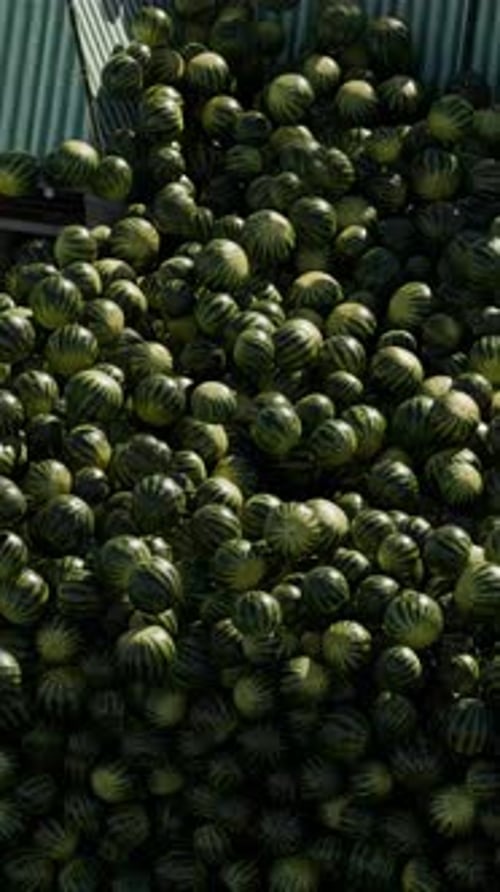 Watermelons Falling and Filling Courtyard 3D Animation