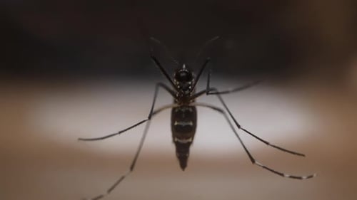 Closeup of Mosquito on a Surface in Low Light Setting
