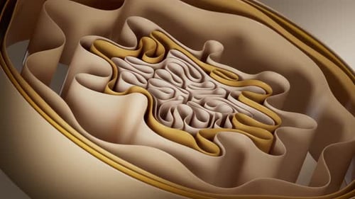 Abstract Organic Fluid Wavy Layers Motion Background