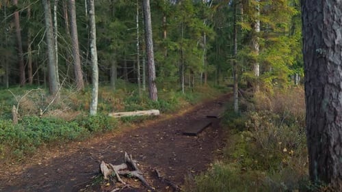 Autumn Forest Walk Serene Autumn Stroll Through Pine Woods Calm Evening Walk Along Pine Forest