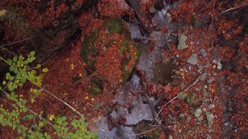 Flying Through the Trees in the Autumn Forest