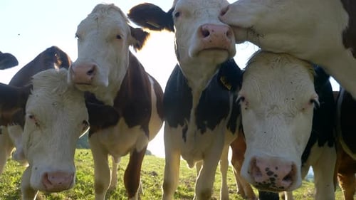 Close up shot of cute group of cows posing on green grass field during sunlight - pro res high quali