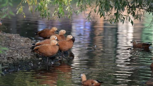 Ruddy Shelducks, die sich in der Nähe eines Teiches ausruhen