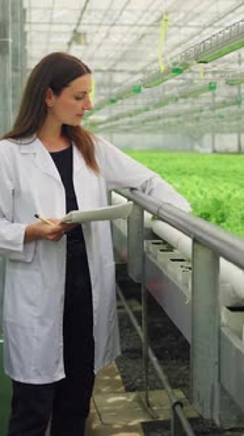 Growing Vegetables Hydroponics Scientific Experiment to Increase Lettuce Yield Greenhouse Worker