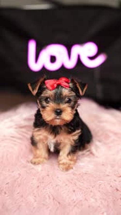Yorkshire Terrier Puppy against a pink fur pillow. Fluffy, cute Yorkshire terrier with red bow