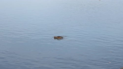 Un ánade real pequeño que se alimenta de algo que se encuentra en el mar Báltico al meterse boca abajo en el agua.