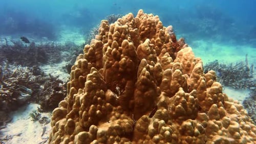 4k video footage of spongey coral underwater