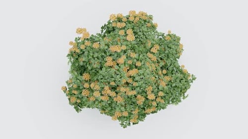 Lush Green Plant with Yellow Flowers from Above