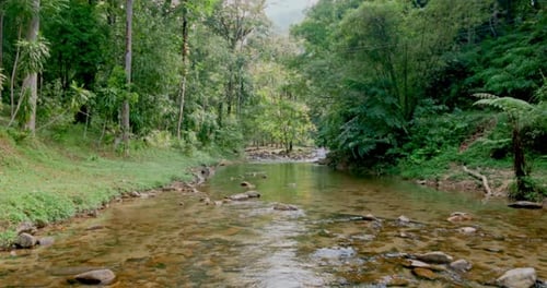 Shallow river flowing through dense tropical forest landscape