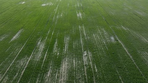 Ein Weizenfeld im Frühling