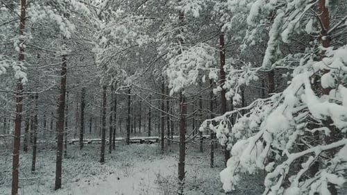 Early and Cold Winter Evening With a Snowy Forest.