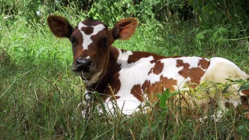 Gray and White Calf Cow Lying on Meadow and Chews Grass