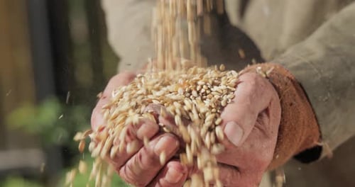 Hands Holding Falling Golden Wheat Grains