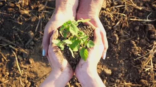 Young Hands Giving to Adult Female Arms Small Sprout at Meadow Farmers Getting Ready to Earth a